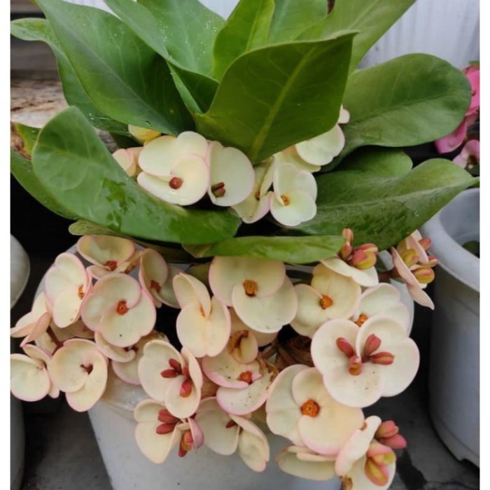 TANAMAN HIAS EUPHORBIA IMPORT//EUPHORBIA SUSU - BUNGA HIAS EPORBIA - BUNGA HIAS HIDUP