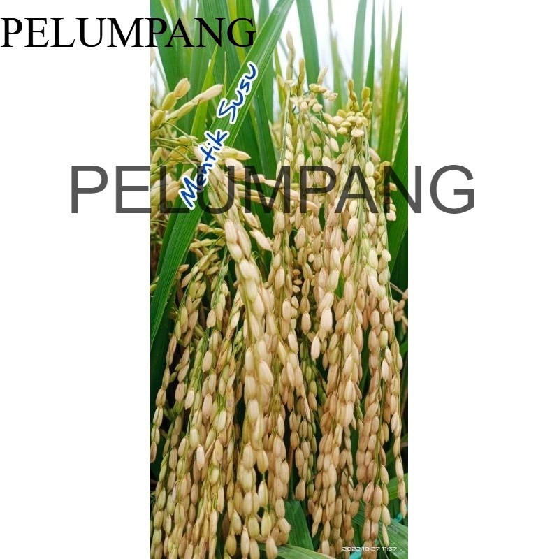 PADI benih padi mentik wangi susu 5kg