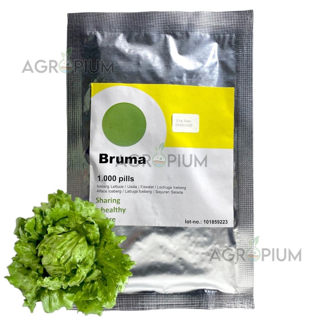 Benih Selada BRUMA RZ Isi 1000 Pills Iceberg Lettuce Rijk Zwaan