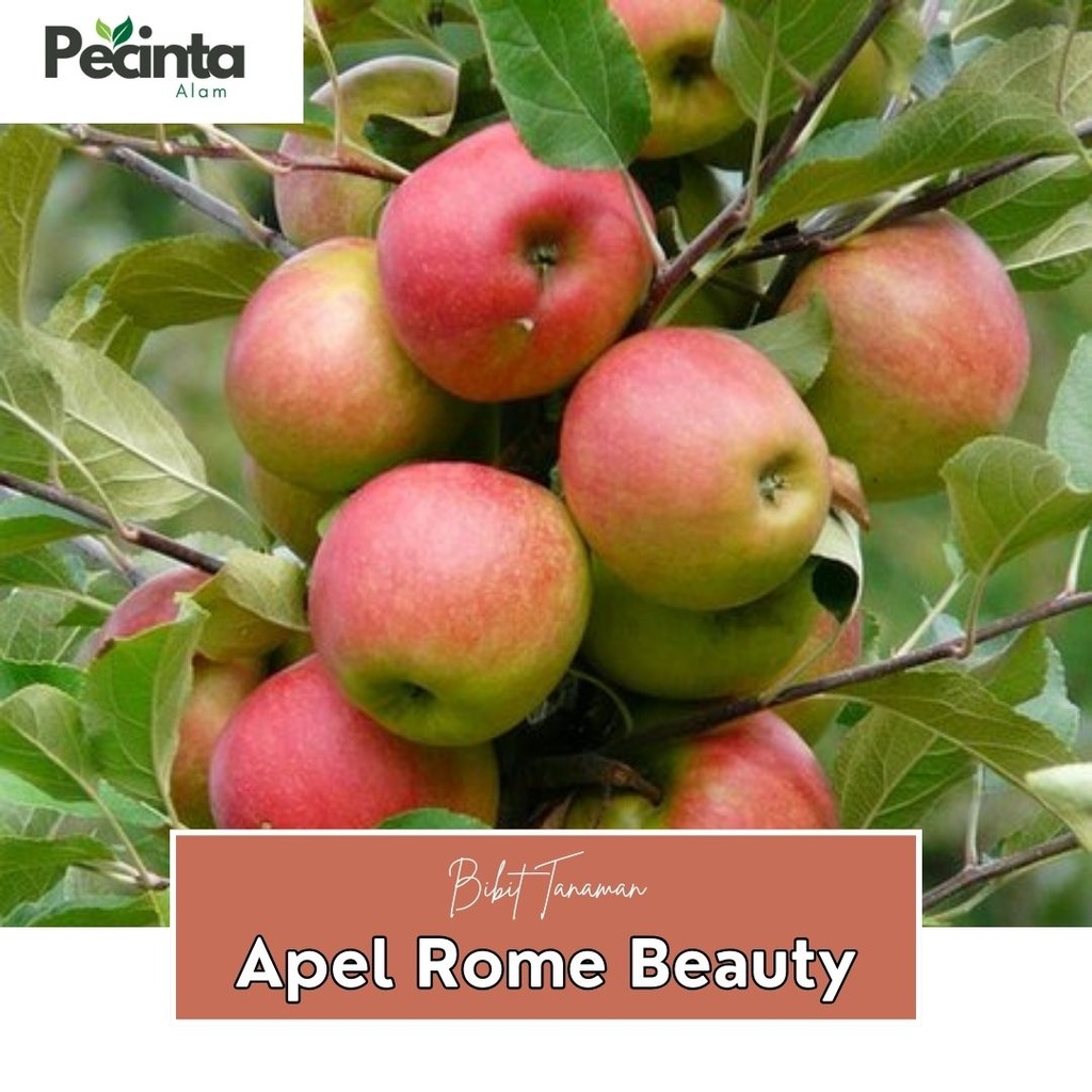 Bibit Apel Rome Beauty Malang Cangkok dan Stek