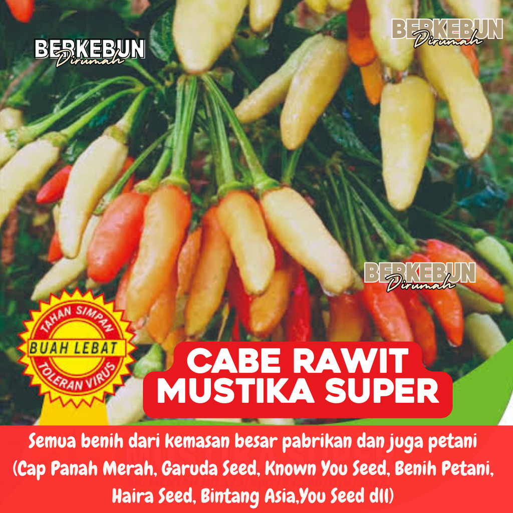 ID ANEKA BENIH CABE CABEAN KONSUMSI TERLENGKAP CABE MERAH HIJAU DOMPOL ORI 212 VIRAL ORION SIGANTUNG