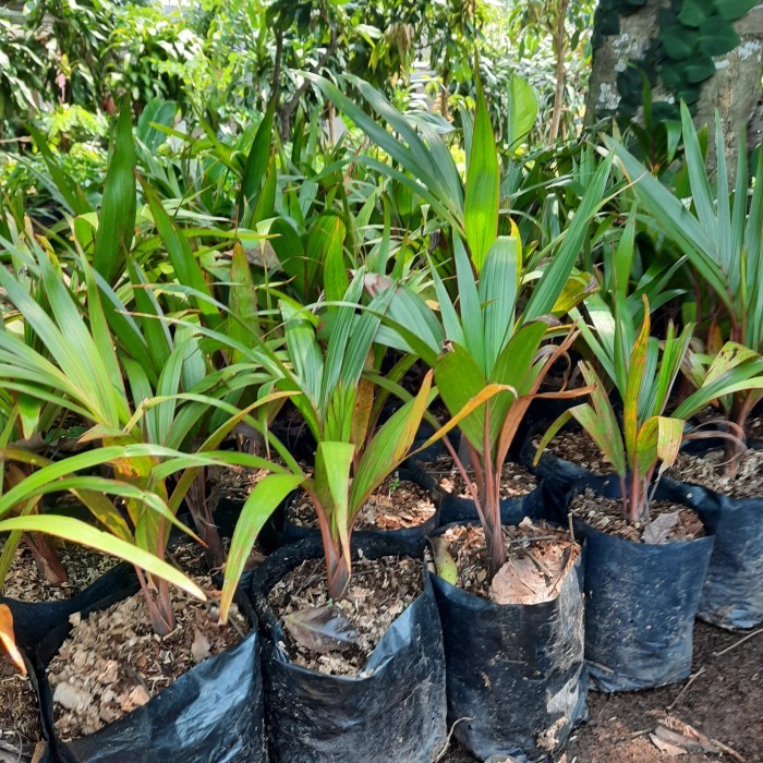 (PROMO) pohon palem merah - bibit palm merah - bibit pohon palem merah