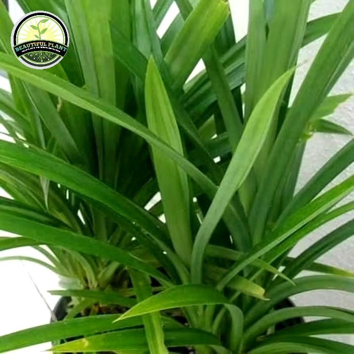 Tanaman Pandan Wangi - Pohon Pandan Wangi - Pandan Wangi