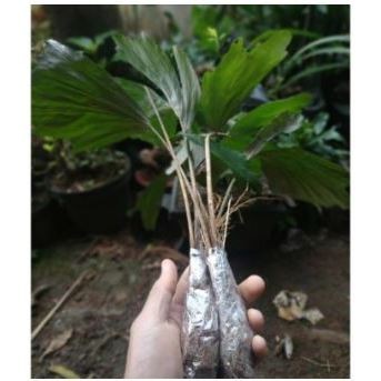 

BIBIT POHON AREN GAJAH SIAP TANAM (1 POHON) KOLANG KALING BIBIT asli dijamin hidup