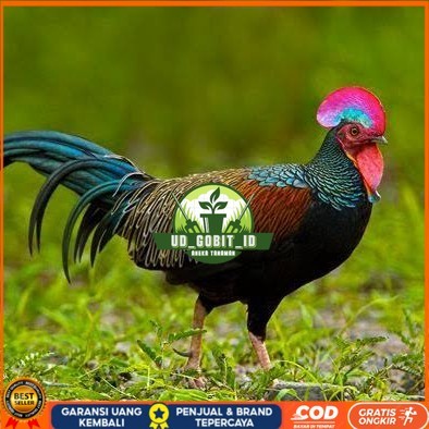 

Telur ayam hutan x jawa bekisar fertil asli siap ditetaskan - ayam hutan UD_GOBIT_ID