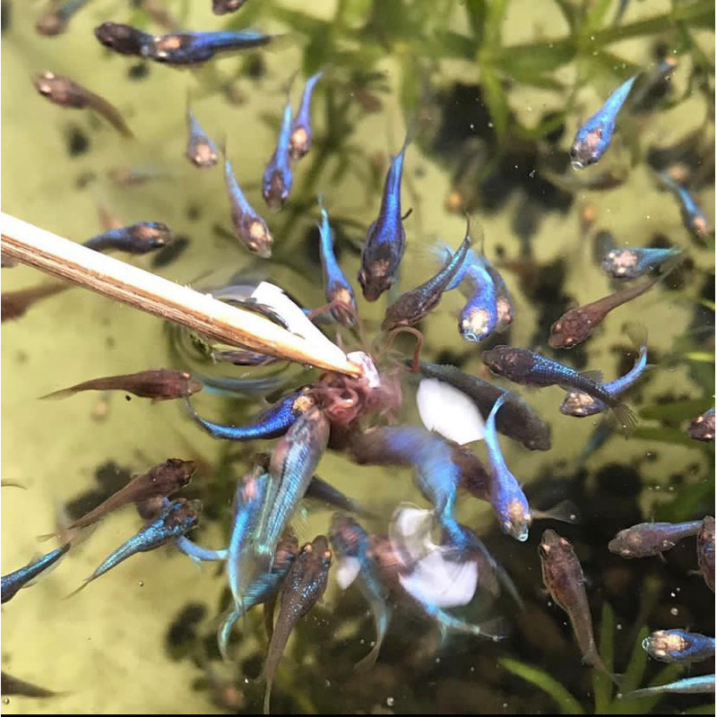 

stiker anomali Benih cupang Multi color 1bln ( beli 10 bonus pakan ) multicolor multi color multy