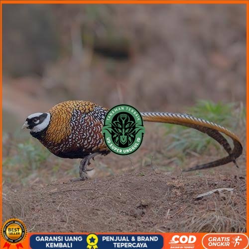 

Telur ayam hias ringneck reeves pheasant fertil asli UD_SUPER_UNGGUL_ID