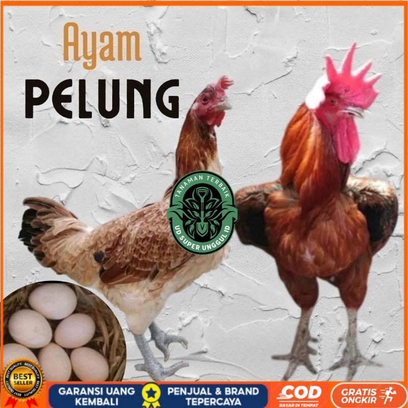 

telur ayam pelung jumbo super untuk di tetaskan UD_SUPER_UNGGUL_ID