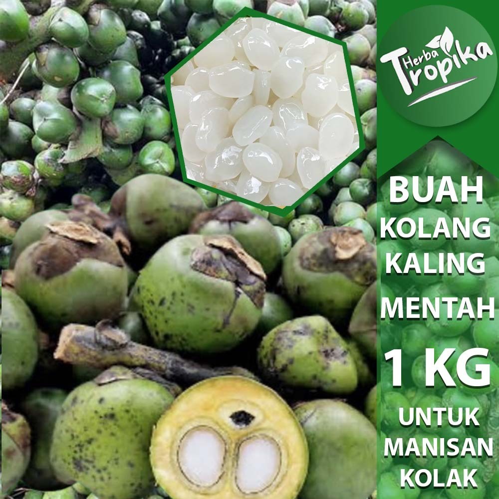 

Kolang kaling Mentah Utuh masih ada cangkang nya 1 kg toko herba tropika