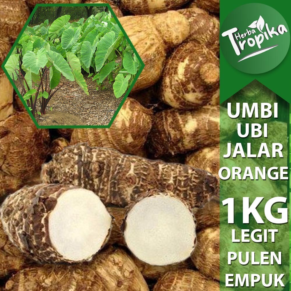 

Umbi Talas kimpul pulen empuk segar 1 kg premium toko herba tropika