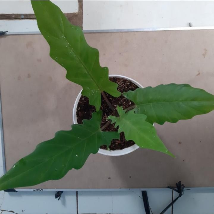 Tanaman hias keris Papua - tanaman hias unik keris Papua