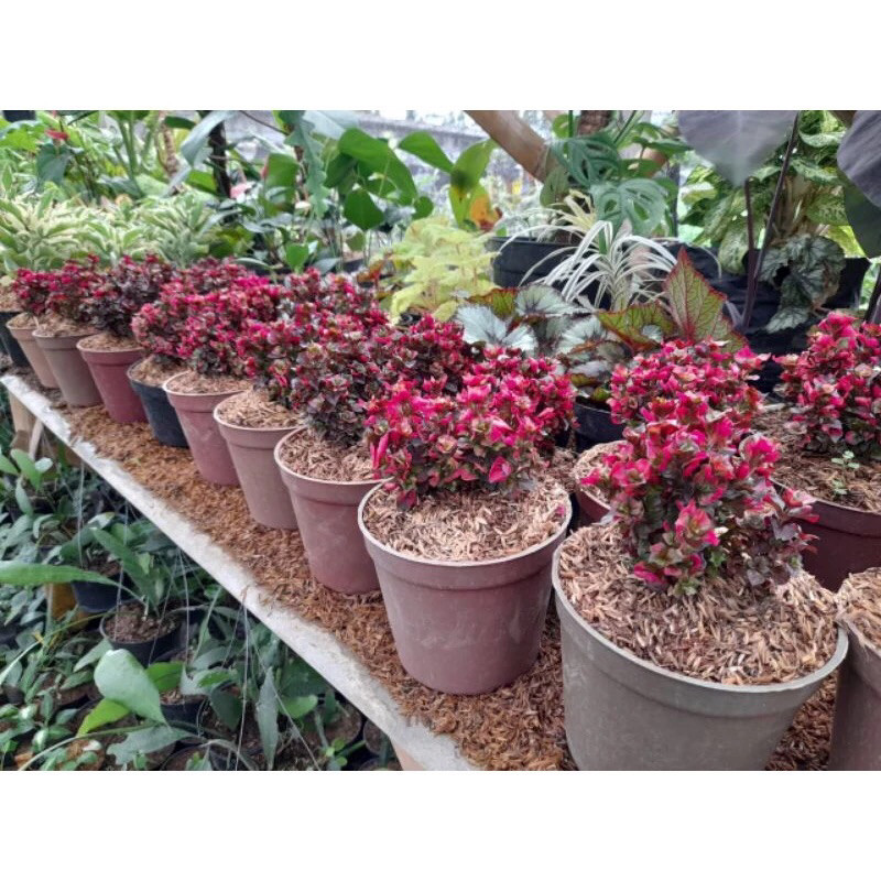 Tanaman Krokot Mawar Merah Mini