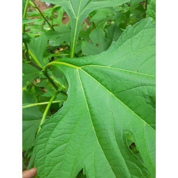 

daun kipait segar 300gr