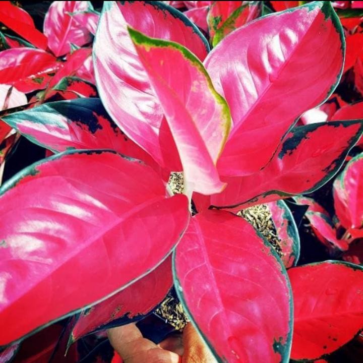 Tanaman hias aglonema suksom jaipong stang pendek - Aglonema suksom