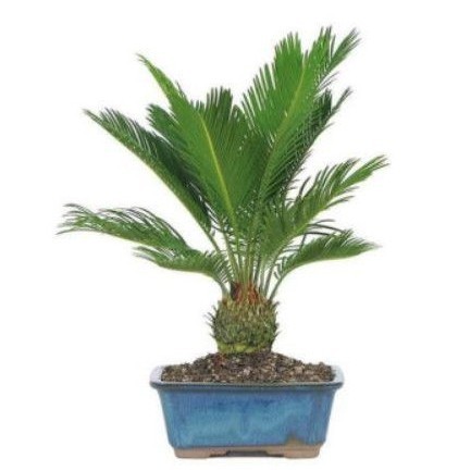 Tamana Hias Taman Palem Sikas - Tanaman Landscape Taman Palm Sikas Kias