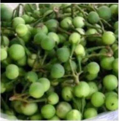 

Buah takokak sgat 300 gr takokak herbal .