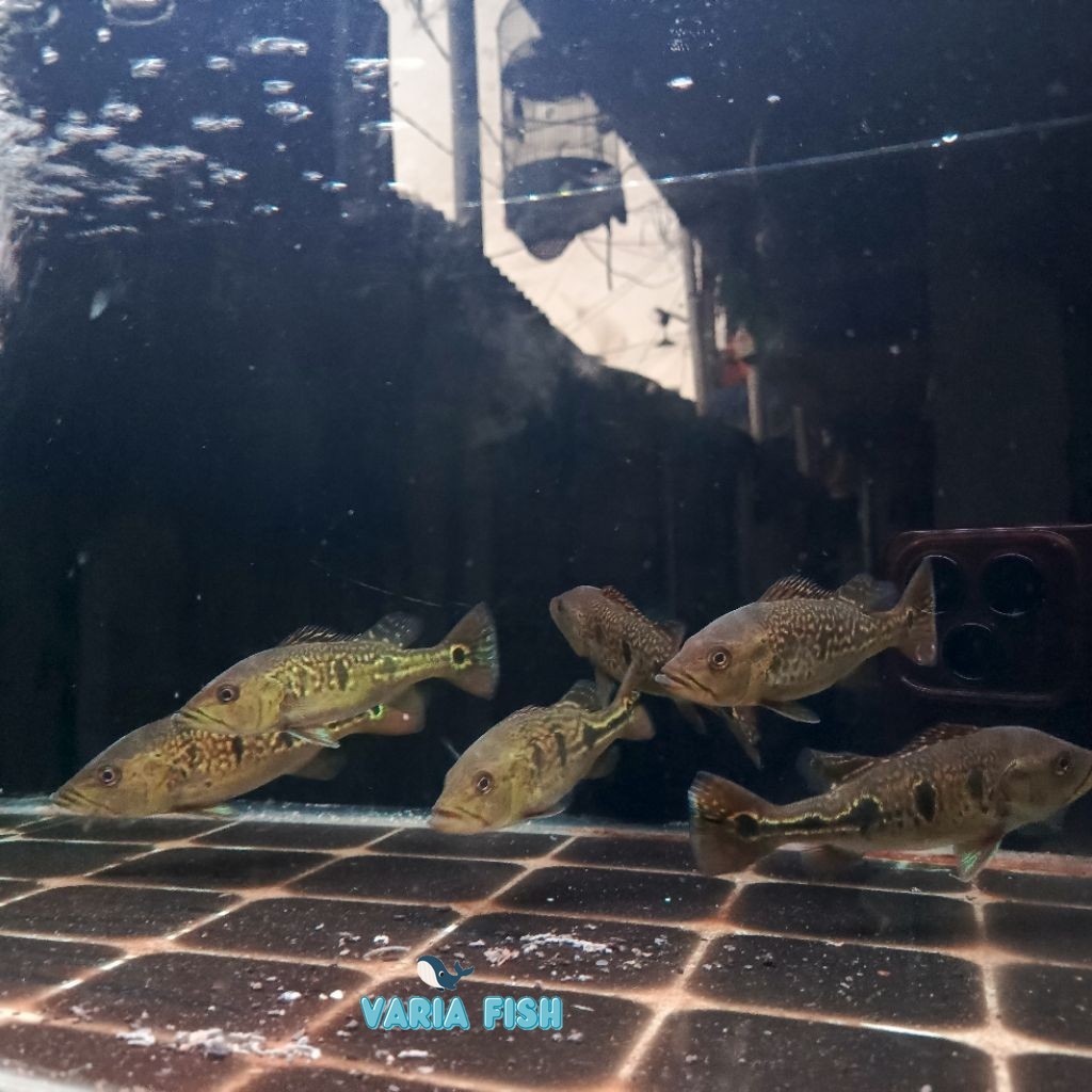 pbass(brocopondo) 7-9 cm suka pelet pakaan