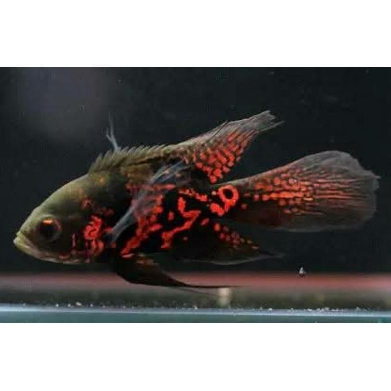 Ikan Hias Oscar Oskar Slayer 8-11 cm Ikan Hias Air Tawar Predator Aquarium Kolam