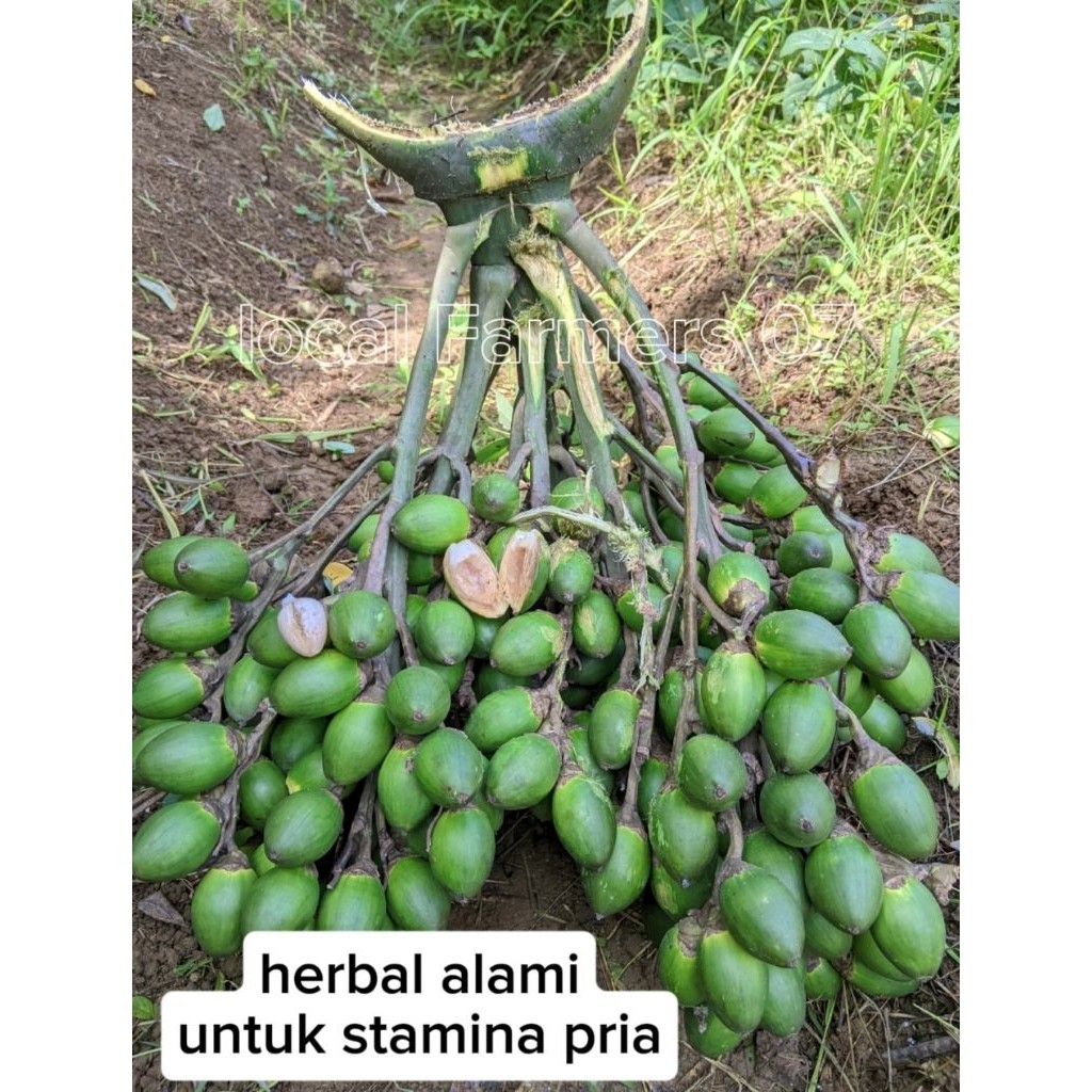 

buah jambe buah pinang muda 1kg herbal alami untuk stamina pria