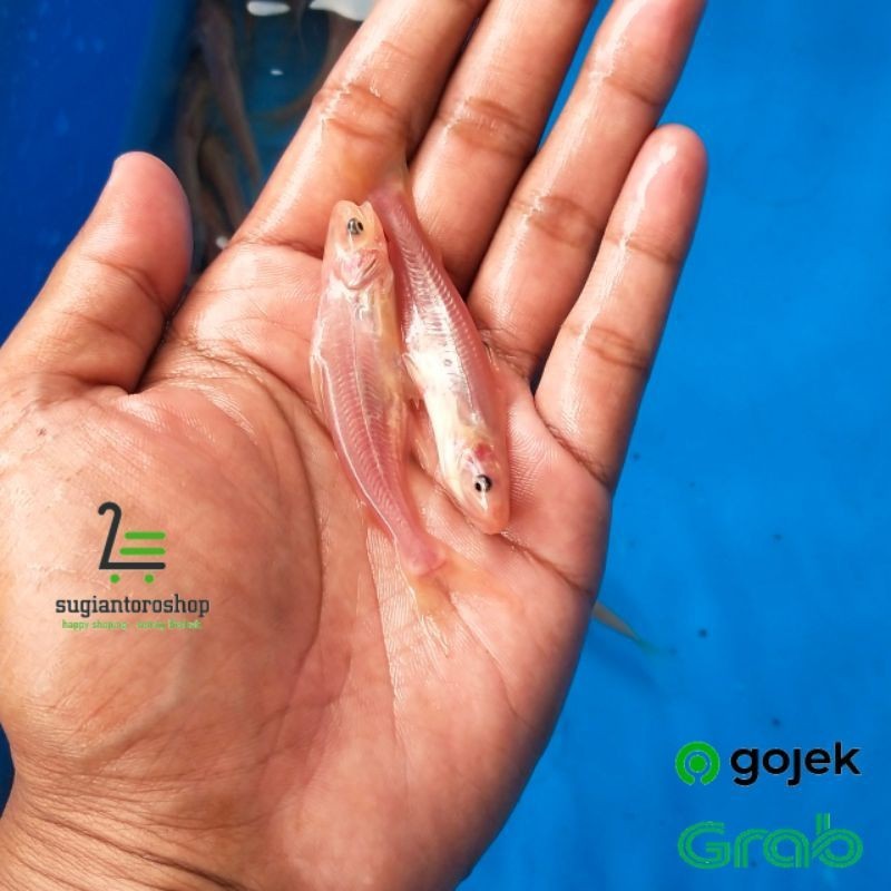 Hiasan Bibit  patin albino