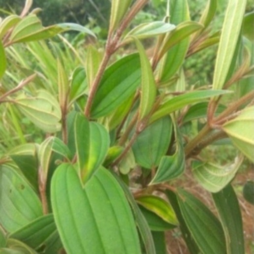 

daun harendong pres herbal alami organik 250gram Herbal COD