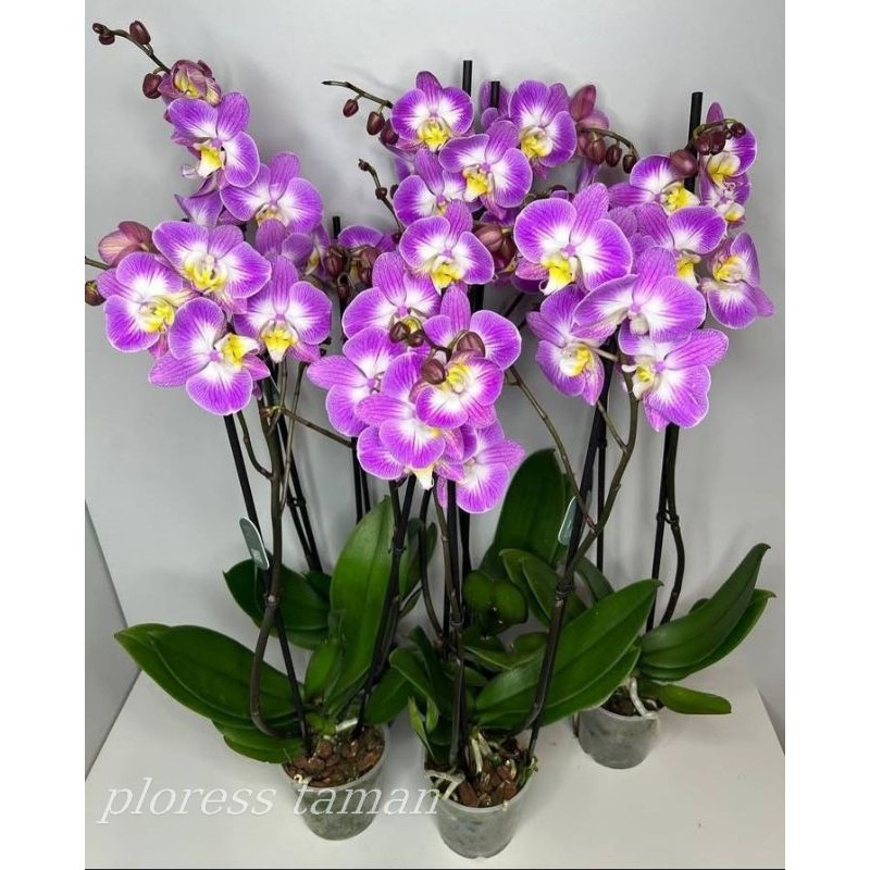 ANGGREK BULAN CANTIK SIAP BERBUNGA IMPORT TAIWAN