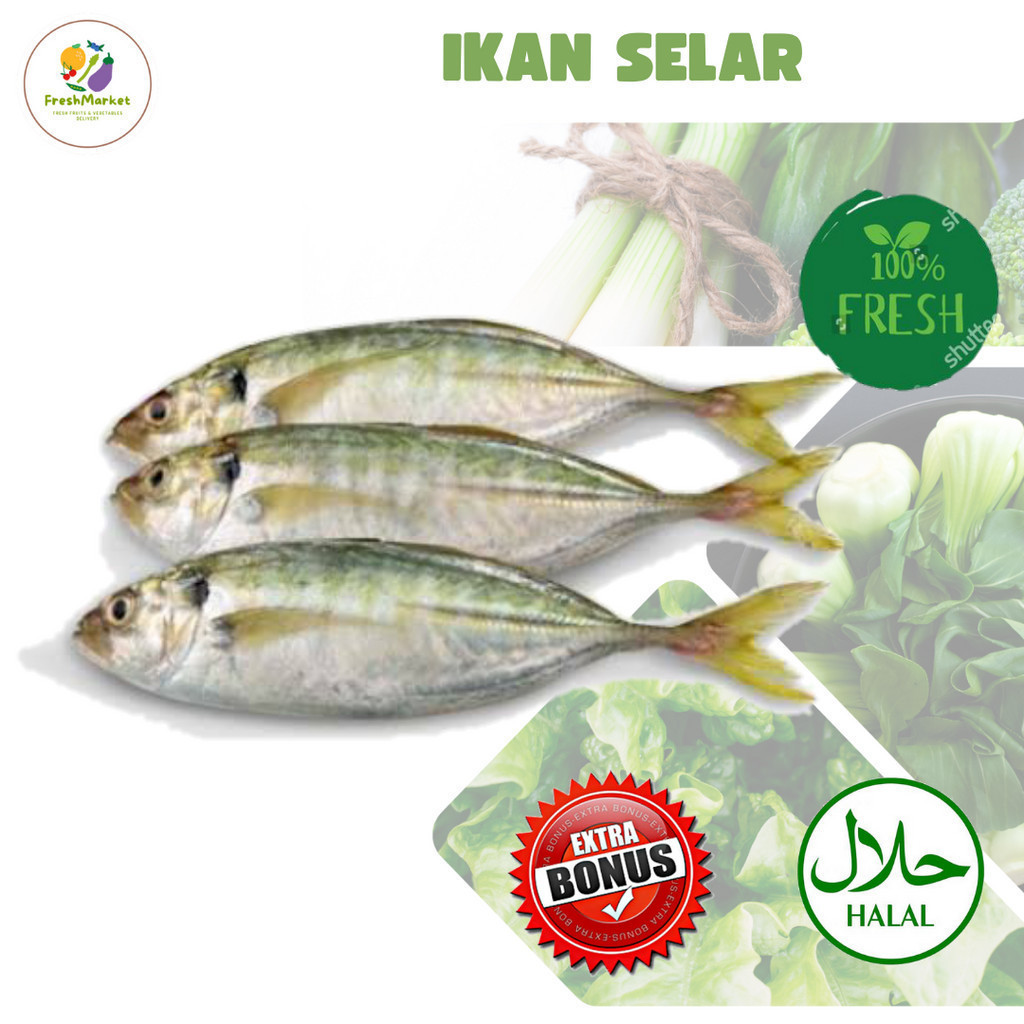 

Ikan Selar Segar 250 Gram Sayurinstant