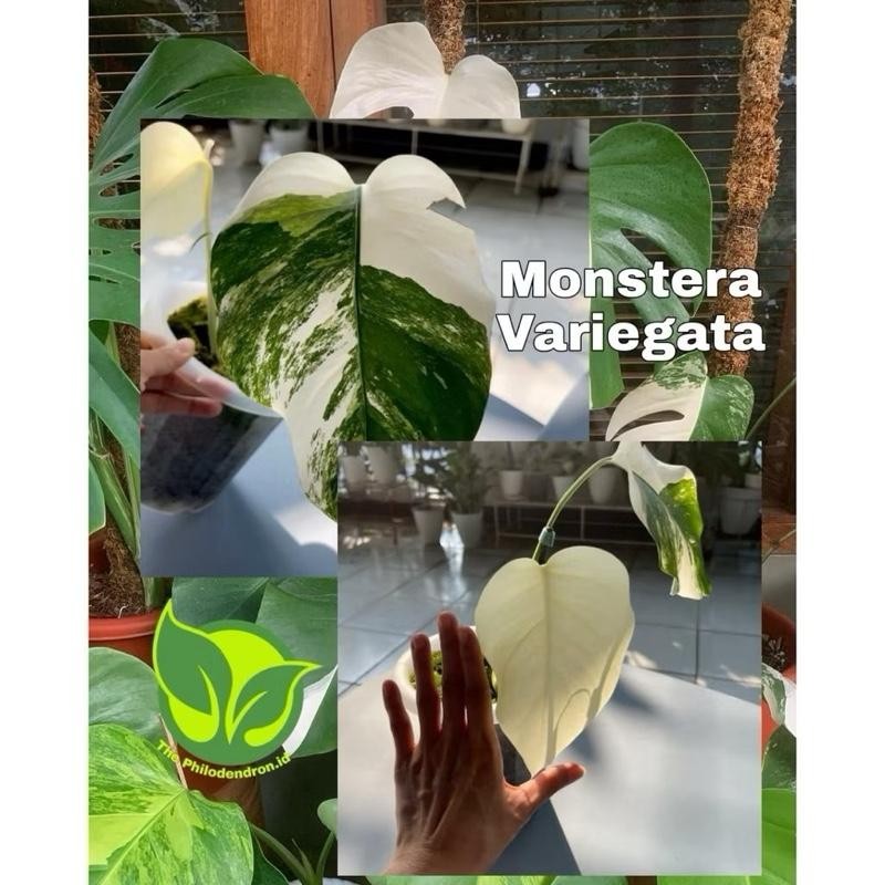 Promo monstera variegata asli bibit bonggol monstera variegata