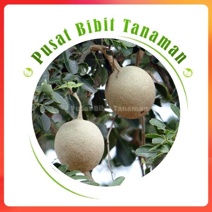bibit kawista tanaman buah bahan bonsai