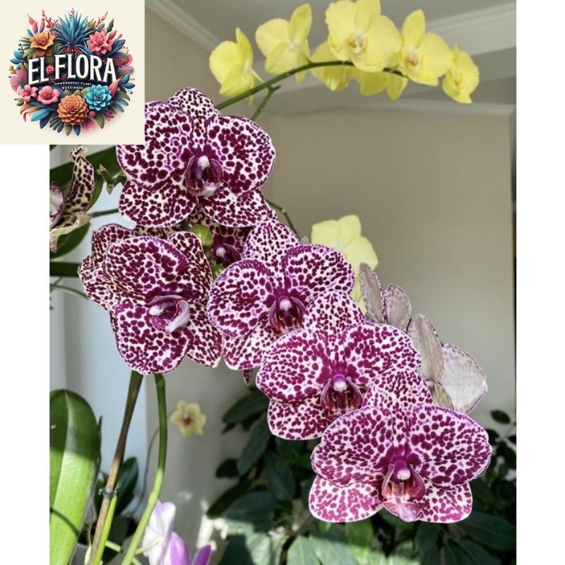 Seedling anggrek dendrobium / Bunga Anggrek hidup/ Tanaman Hias Hidup /Bunga Hias Asli/ Bunga gantun