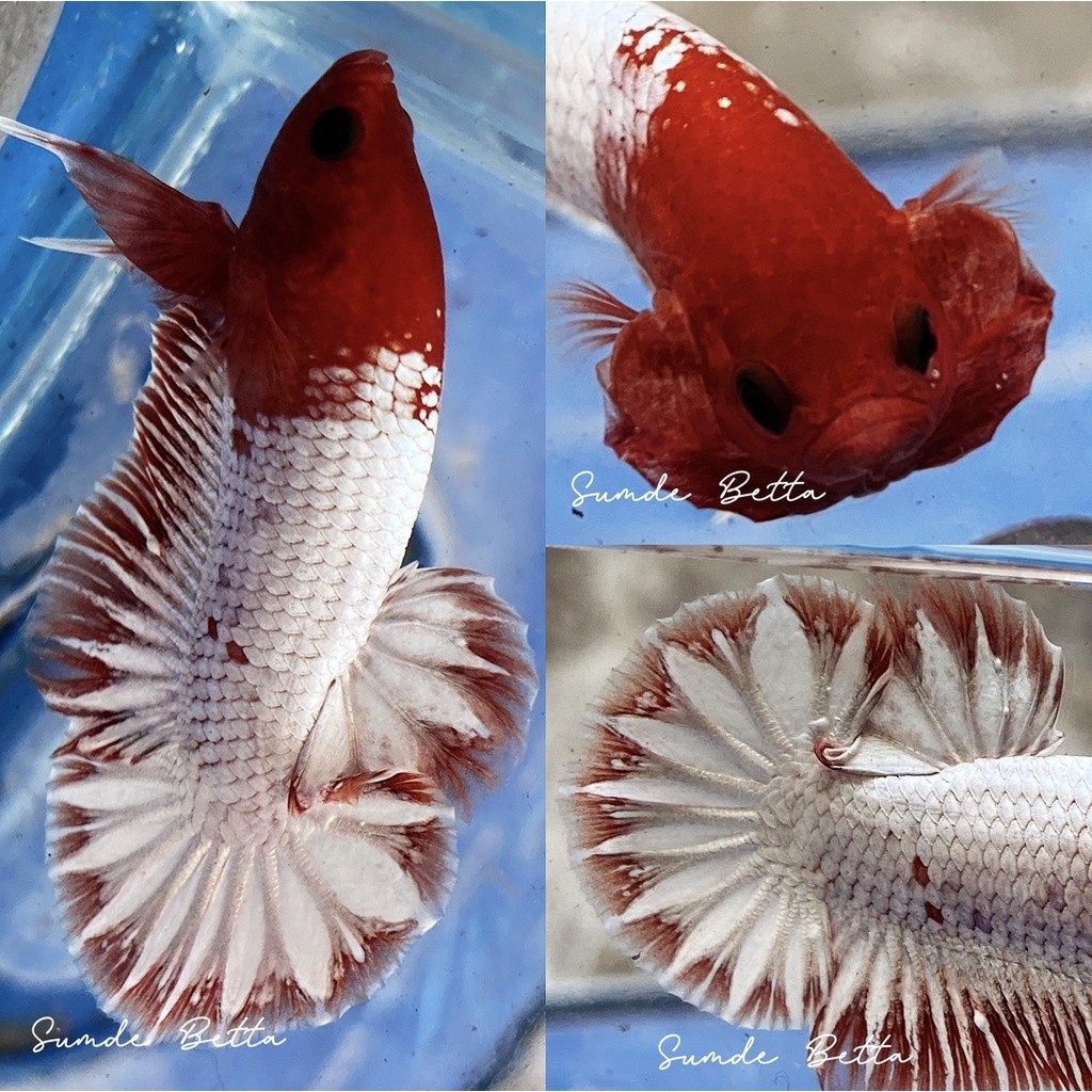 Hiasan FCCP Red Dan Orange Head Best Seller Top Grade 60K