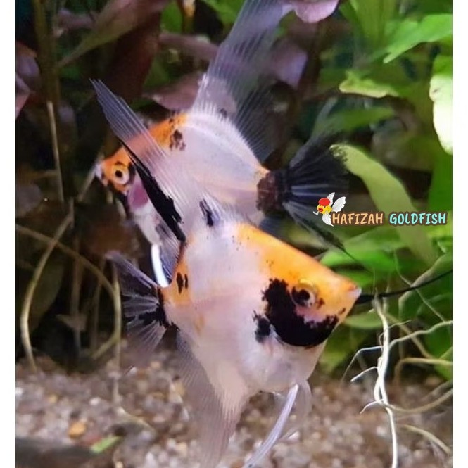 Manfish Red Koi  2.5 - 3 cm - Perawatan Aquarium PAKET ISI 2