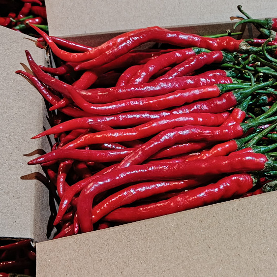 

Paket Cabai / Cabe merah keriting 1kg cabai / cabe merah keriting fresh segar 1kg cabe / cabai keriting merah fresh segar harga 1kg