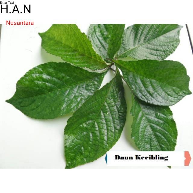 

Ready Daun keji beling atau pecah beling 100gram siap petik non pestiisiida