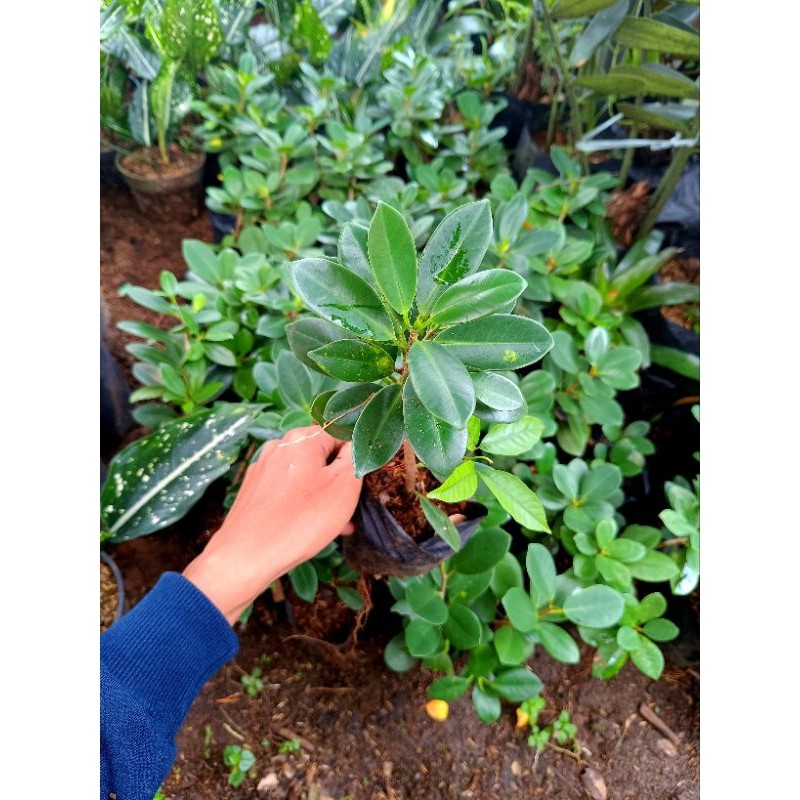 Bibit bonsai beringin korea - tanaman hias beringin korea mini - bonsai dolar