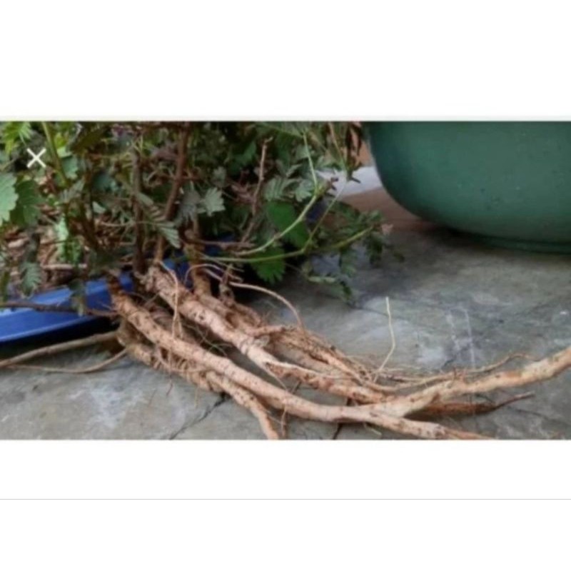 

TERLARIS!! Akar putri malu 100grm segar [GRATIS ONGKIR]