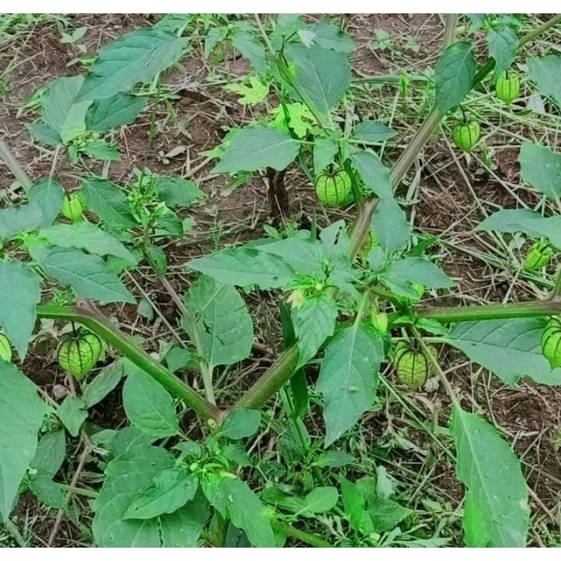 

daun ciplukan segar 400gram K. D Jaya J.Y.A Jya