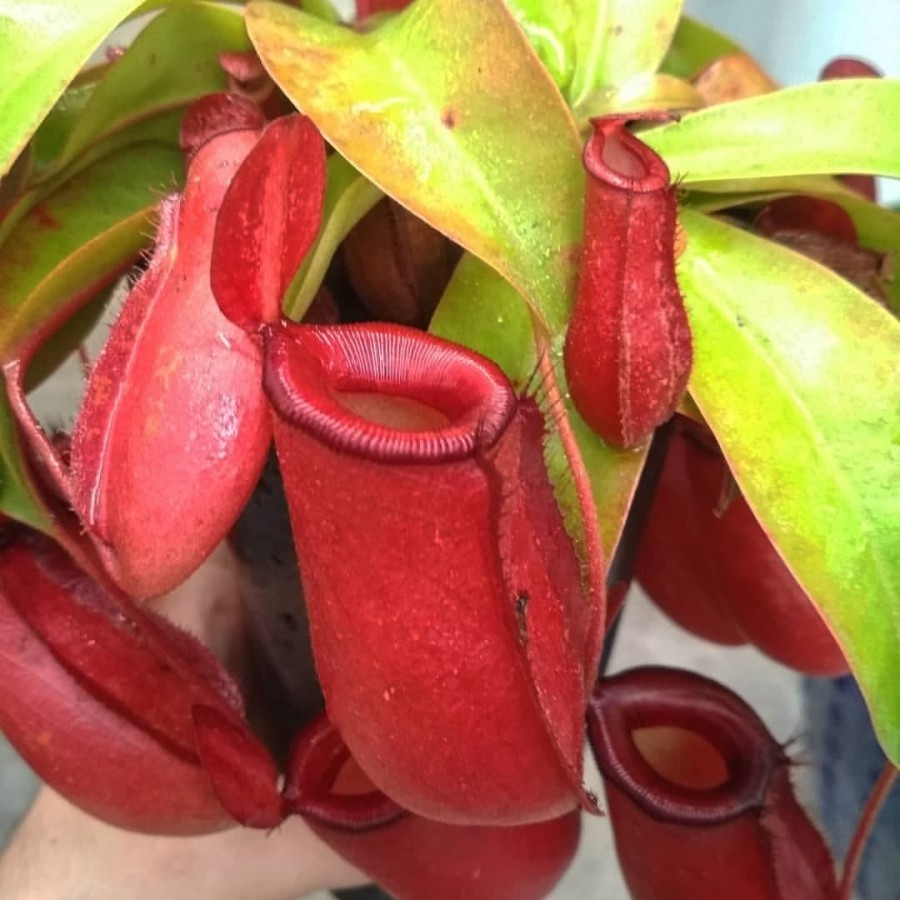 Tanaman Hias Kantong Semar Nepenthes