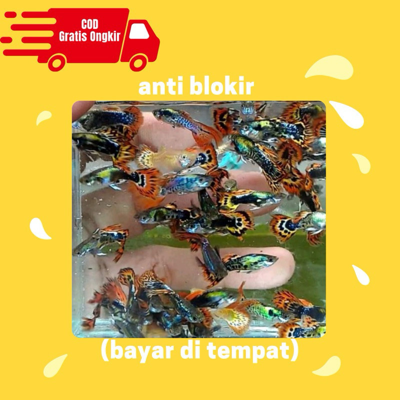 hiasan aquarium guppy 10 ekor campur jantan dan betina. / Ikan hias / IKAN HIAS