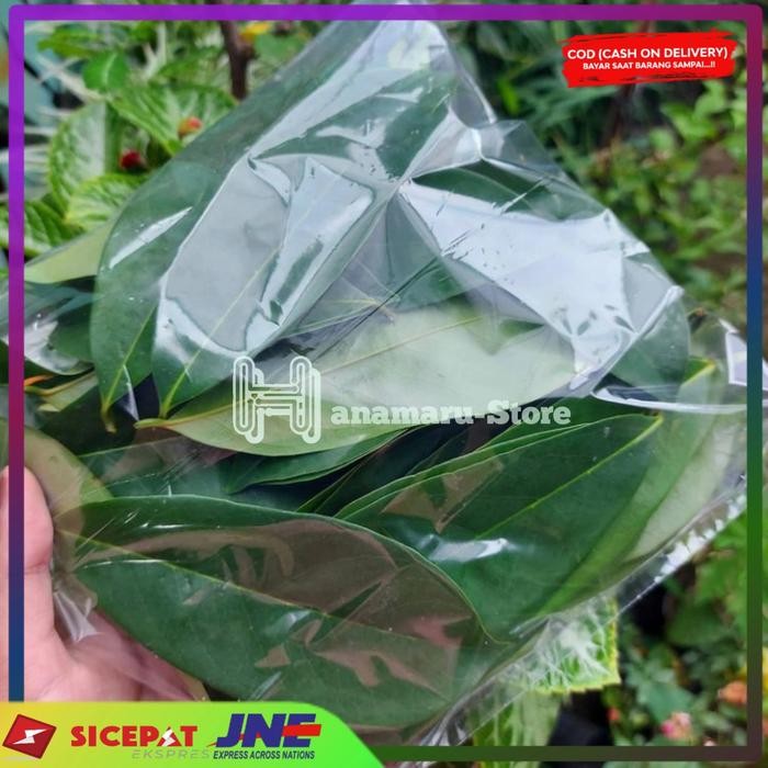 

Daun Sirsak Segar l Herbal Daun Sirsak l Daun Herbal 100Lembar