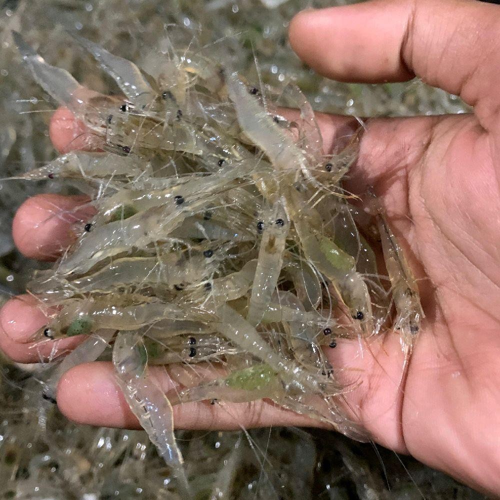 

250 gramudang sawah cakung udang sawah segar pakan ikan chana dan arwana Fish