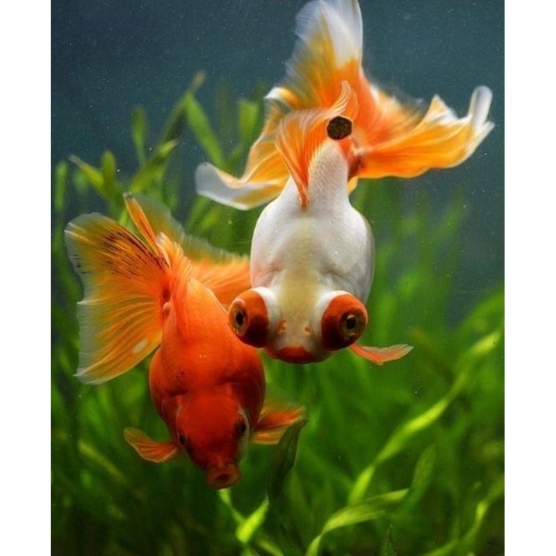 BISA COD ikan koki mata belo 5-7 cm  koki tekim murah demekin