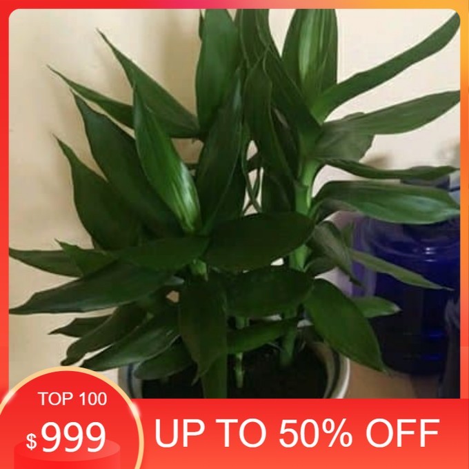 tanaman hias sri rejeki hijau