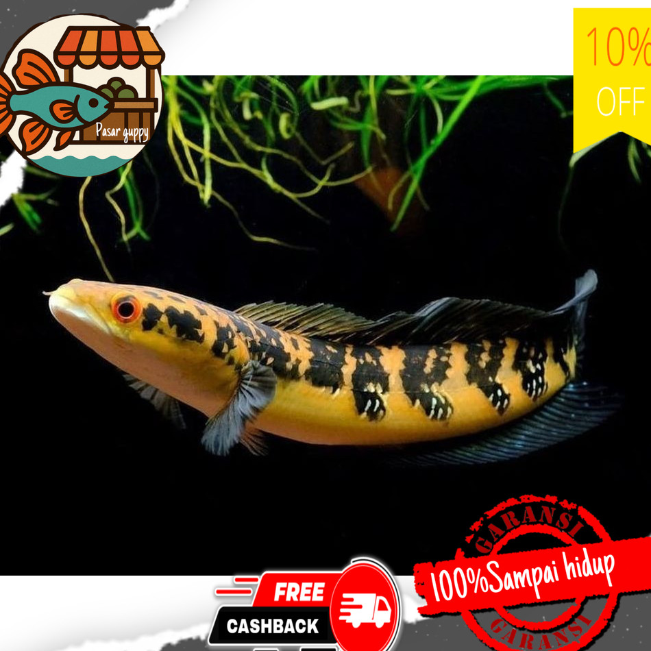 Hiasan aquarium CHANNA MARU YS 18-20 CM GRADE A