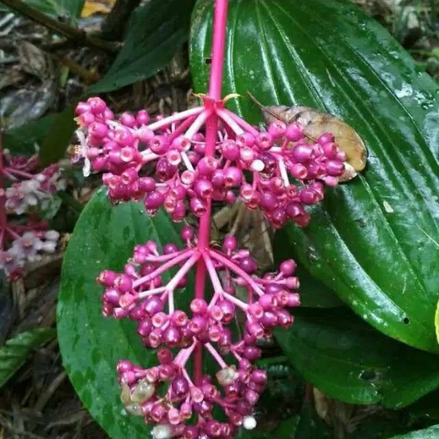 

Buah Parijoto / Parijotho Khas Muria Kudus Promil Dan Bumil Berat 100 Gram Pertangkai