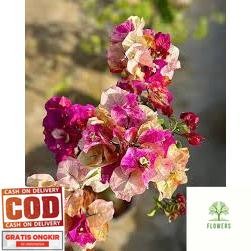 BOUGENVILLE MURAYAMA GRADASI CANTIK (COD)