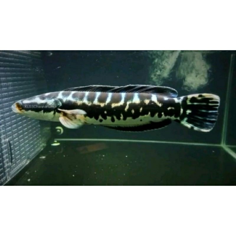 toman jumbo 10-13cm gread A+