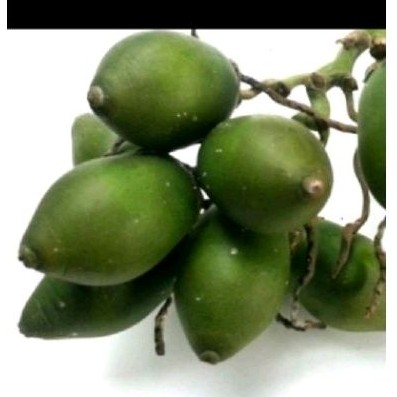

Buah pinang muda sgar 20 pcs buah sakti ..