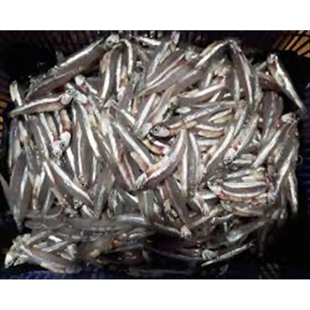 

IKAN TERI BASAH KECIL 500 GR