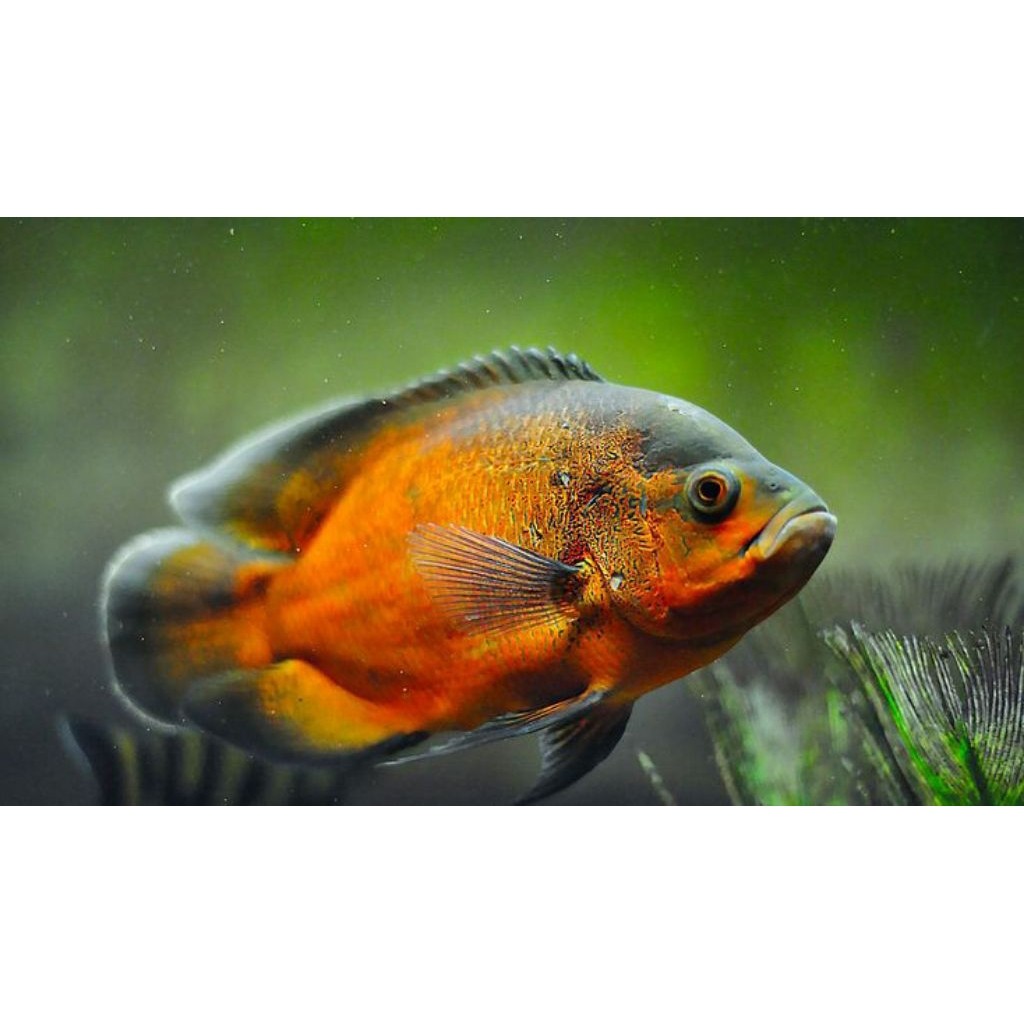 Oscar Black Red Tembaga 6 7 cm tankmate peretdator